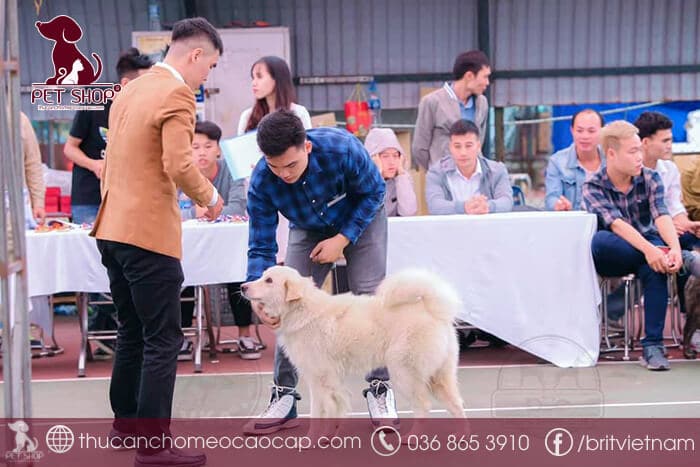 Chó Bắc Hà giá 33hello88? Những lưu ý quan trọng khi mua chó Bắc Hà