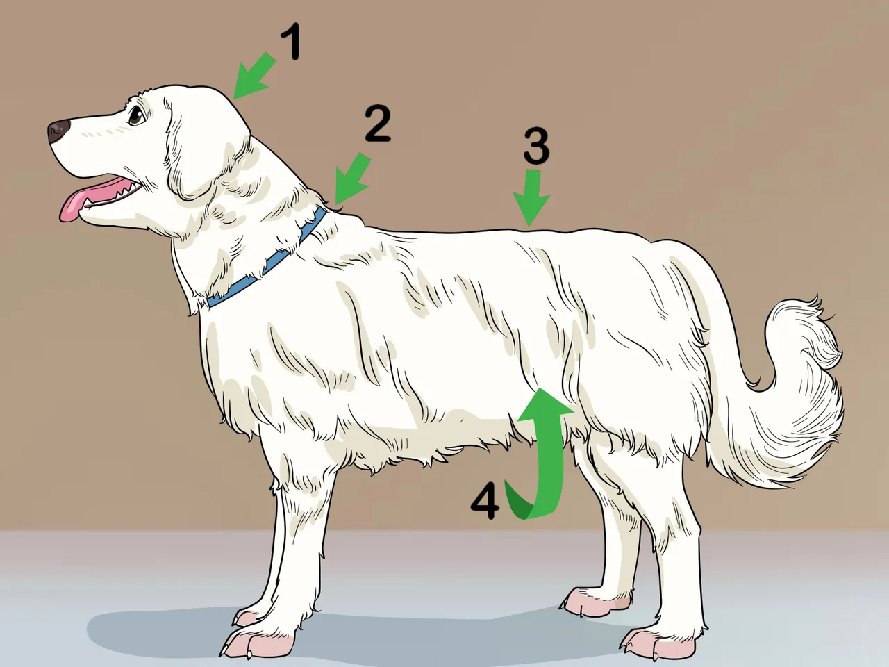 hello8862 com cách cắt tỉa lông chó Poodle đẹp helloo88 vừa rẻ vừa dễ