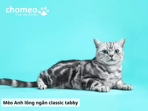 Mèo Anh helo88.vina Tabby, mèo sọc dưa thông tin đặc điểm