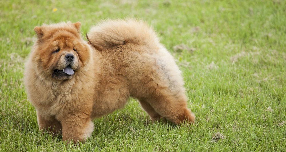 Chó Gấu Chow Chow hello88 vina, Chó Chow Chow Lai Đẹp, hello88.comm