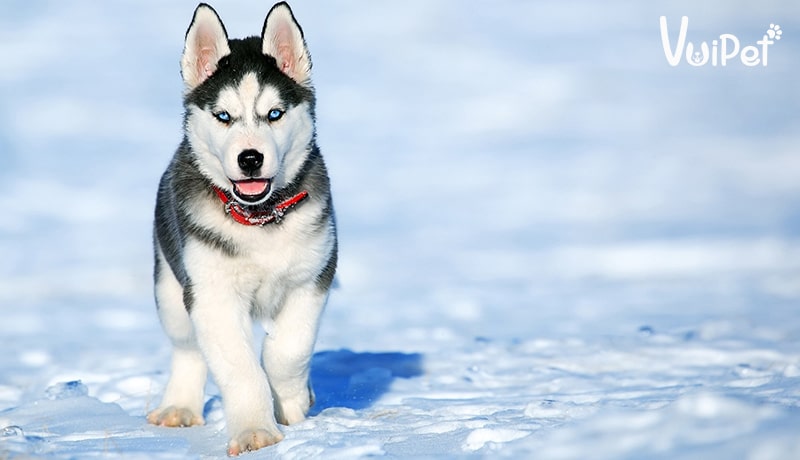Giá chó Husky 33hello88? Có hay không chó Husky giá 450k?