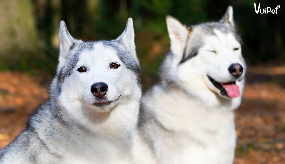 Giá chó Husky 33hello88? Có hay không chó Husky giá 450k?