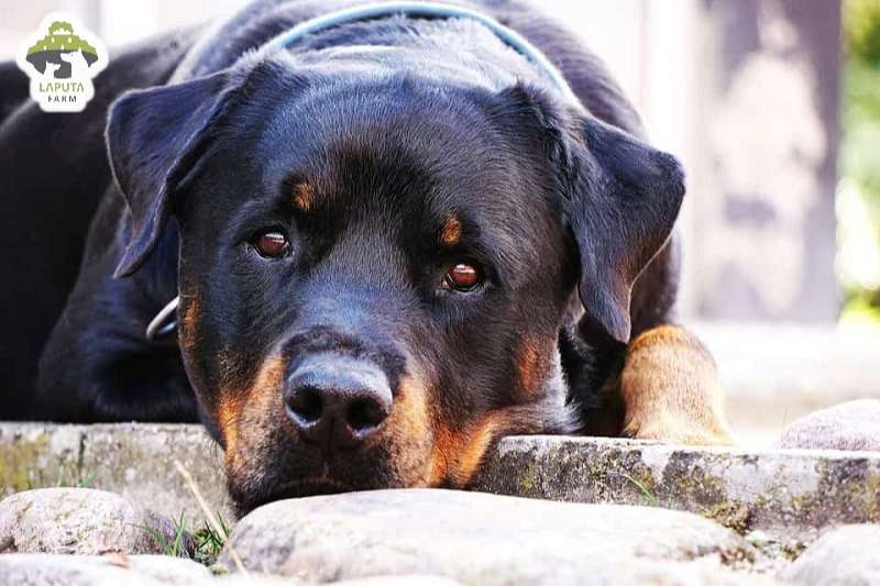 Chó Rottweiler giá 33hello88? Địa chỉ mua chó Rotti uy tín