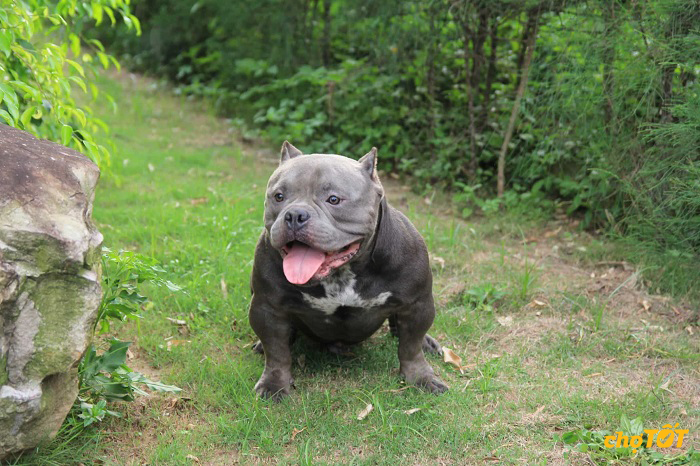 Mua Bán Chó Bully Mỹ Lai, hello88 vina, American Bully hello88.comm