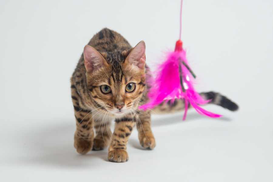 Mèo Bengal: hello88.con, Giá Cả Và Hướng Dẫn Cách Chăm Sóc