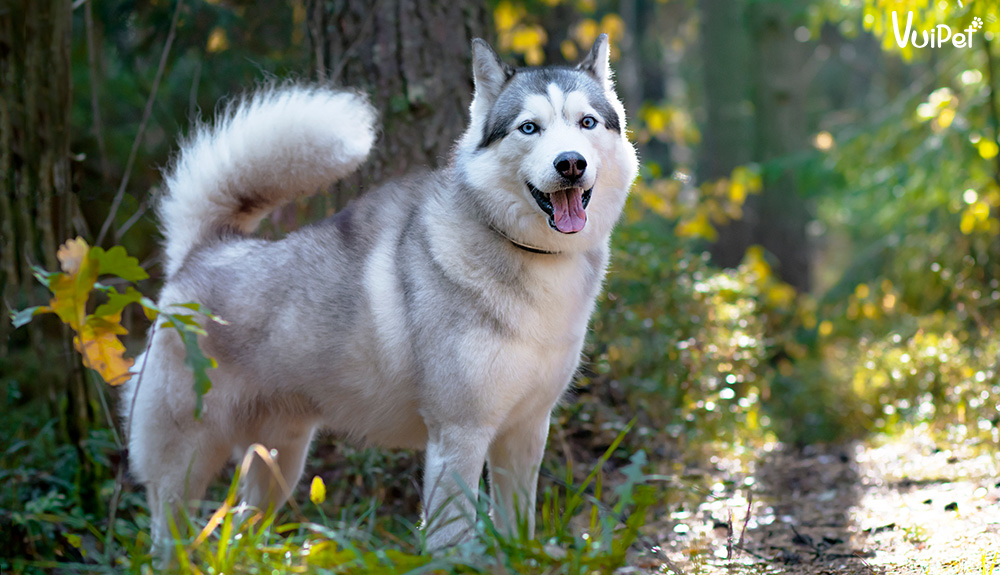 Giá chó Husky 33hello88? Có hay không chó Husky giá 450k?