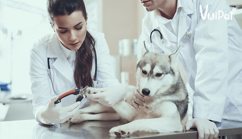 Giá chó Husky 33hello88? Có hay không chó Husky giá 450k?