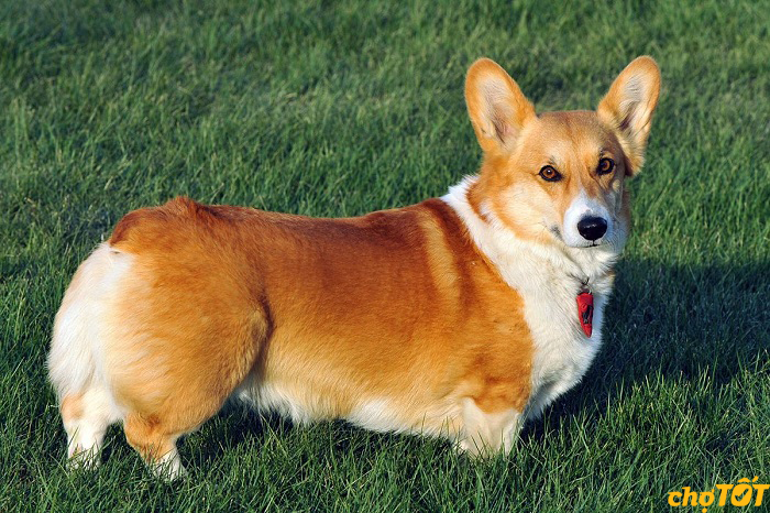 Mua Bán Chó Corgi Chân Ngắn Mông To, Lai, hello88 vina hello88.comm