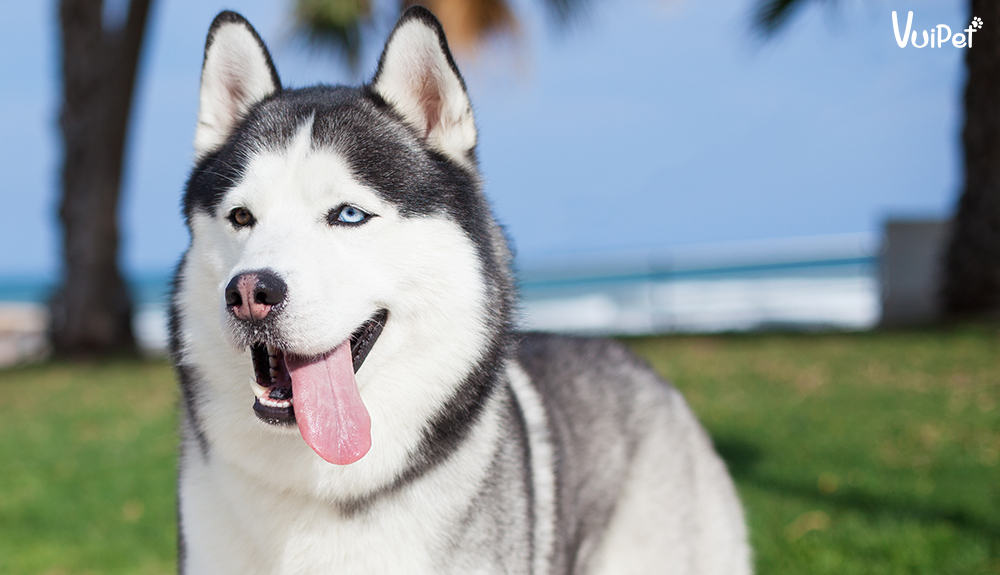 Giá chó Husky 33hello88? Có hay không chó Husky giá 450k?