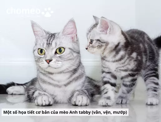 Mèo Anh helo88.vina Tabby, mèo sọc dưa thông tin đặc điểm