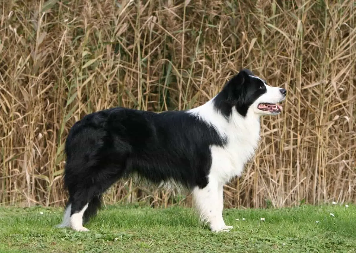 Mua Bán Chó Chăn Cừu Border Collie Thông Minh, hello88.comm Toàn quốc