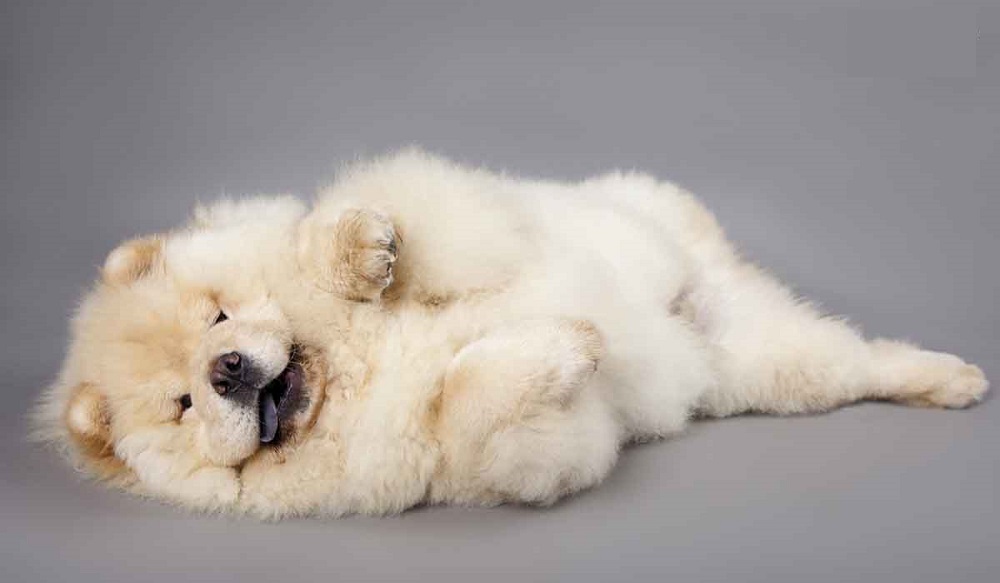 Chó Gấu Chow Chow hello88 vina, Chó Chow Chow Lai Đẹp, hello88.comm