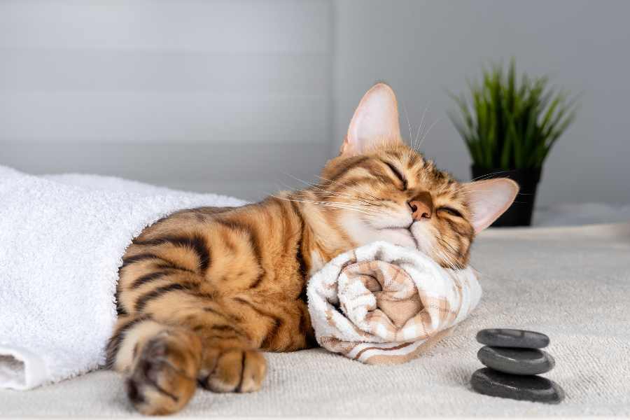 Mèo Bengal: hello88.con, Giá Cả Và Hướng Dẫn Cách Chăm Sóc