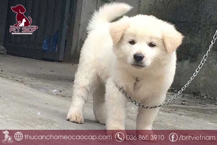 Chó Bắc Hà giá 33hello88? Những lưu ý quan trọng khi mua chó Bắc Hà