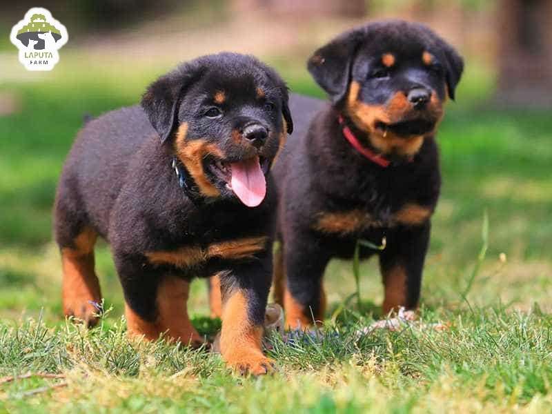 Chó Rottweiler giá 33hello88? Địa chỉ mua chó Rotti uy tín