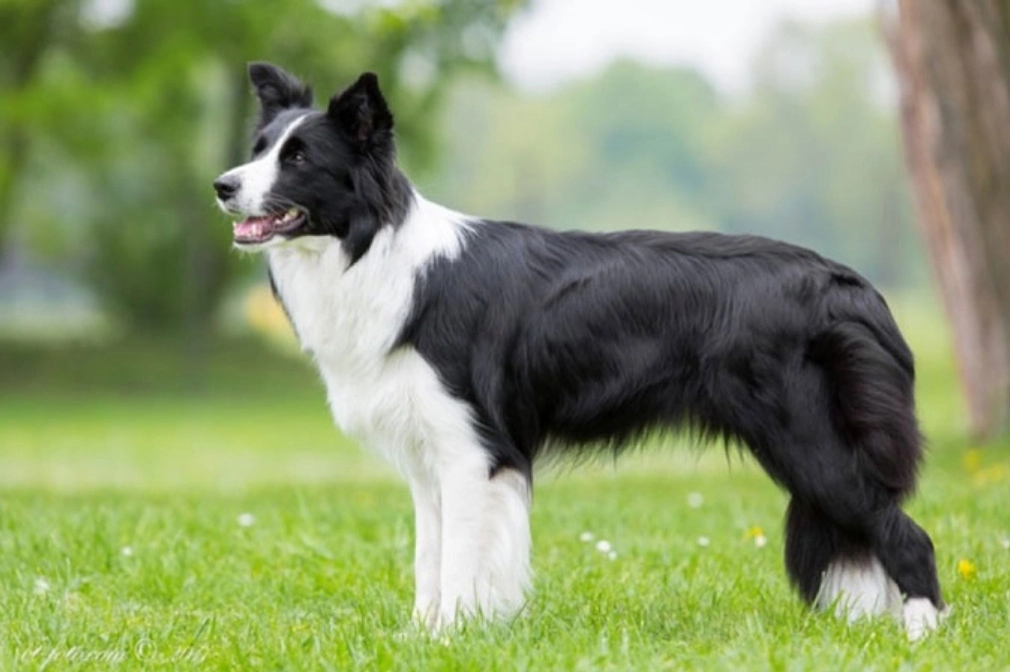 Mua Bán Chó Chăn Cừu Border Collie Thông Minh, hello88.comm Toàn quốc