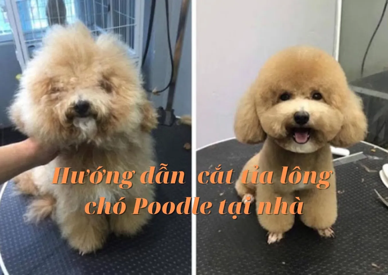 hello8862 com cách cắt tỉa lông chó Poodle đẹp helloo88 vừa rẻ vừa dễ