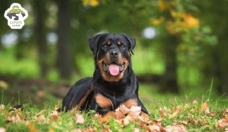 Chó Rottweiler giá 33hello88? Địa chỉ mua chó Rotti uy tín
