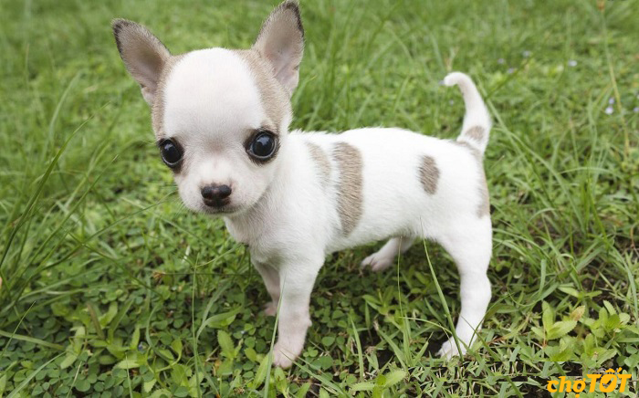 Chó Chihuahua Đẹp Khỏe Mạnh, Chó Lai, hello88 vina, hello88.comm