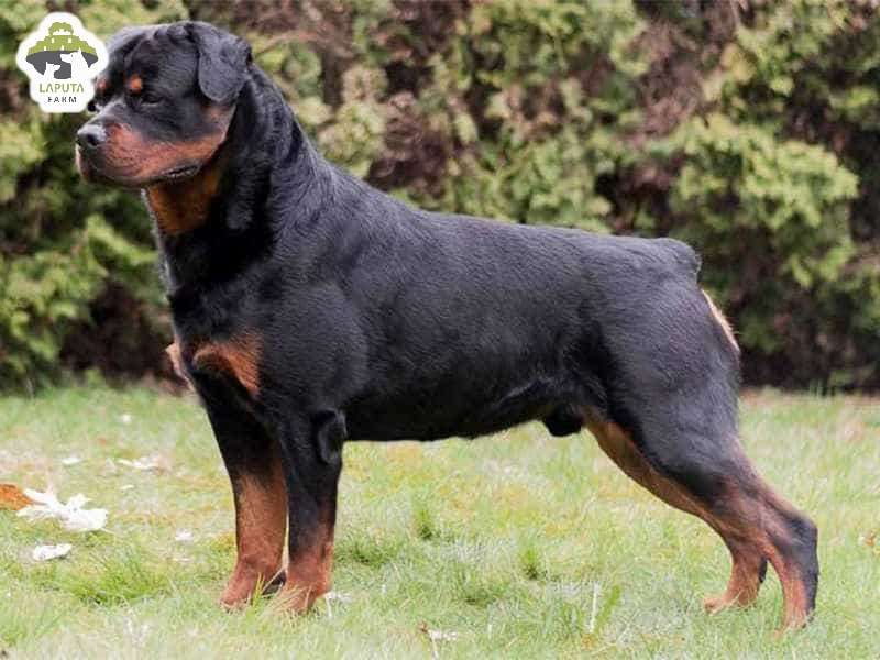 Chó Rottweiler giá 33hello88? Địa chỉ mua chó Rotti uy tín