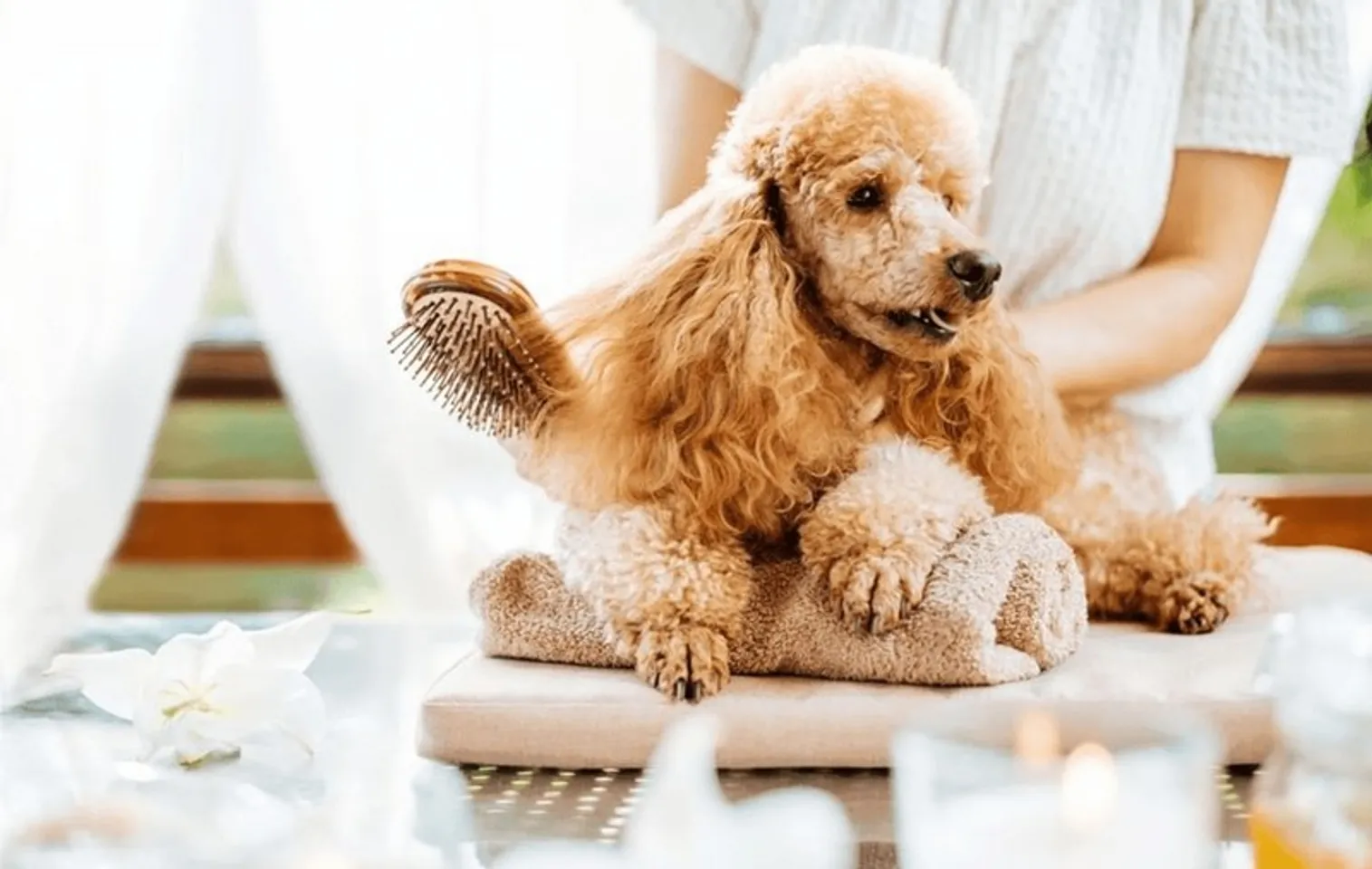 hello8862 com cách cắt tỉa lông chó Poodle đẹp helloo88 vừa rẻ vừa dễ