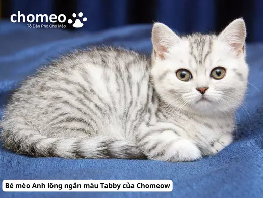 Mèo Anh helo88.vina Tabby, mèo sọc dưa thông tin đặc điểm