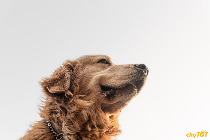 Mua Bán Chó Golden Retriever Con Thông Minh, Chó Đẹp hello88.comm