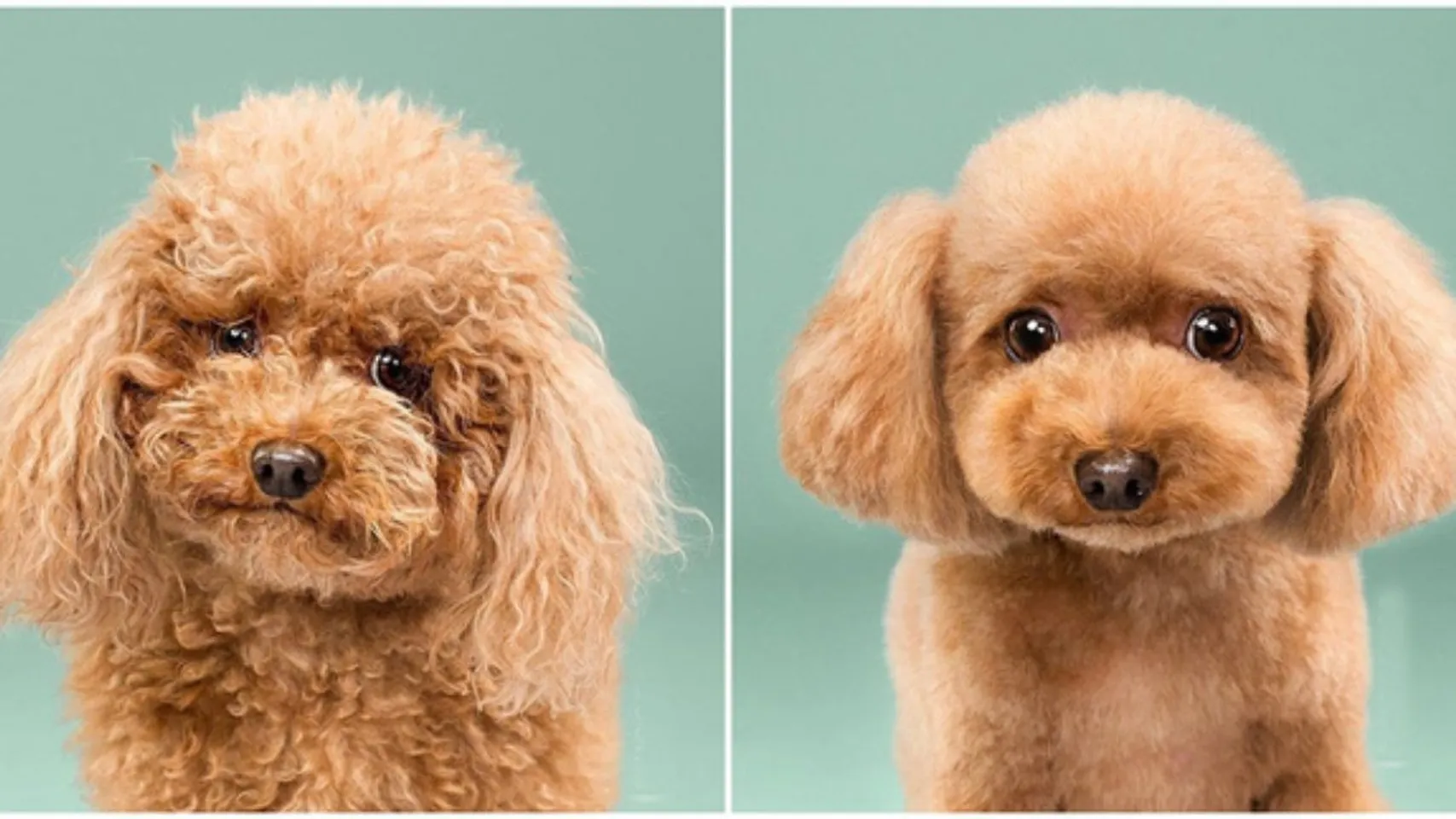 hello8862 com cách cắt tỉa lông chó Poodle đẹp helloo88 vừa rẻ vừa dễ