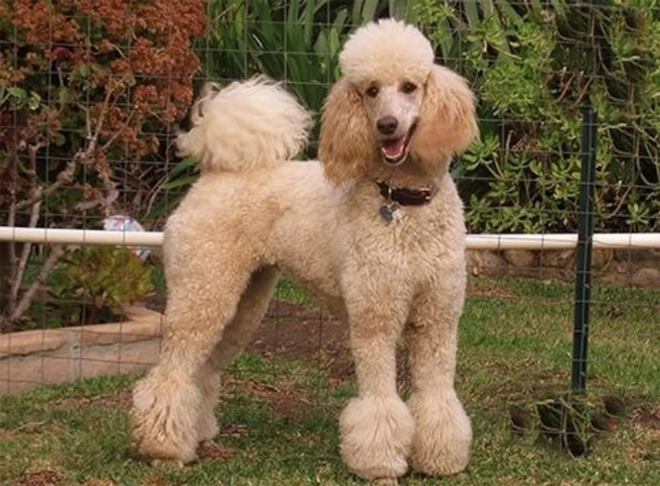 hello8862 com cách cắt tỉa lông chó Poodle đẹp helloo88 vừa rẻ vừa dễ