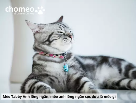 Mèo Anh helo88.vina Tabby, mèo sọc dưa thông tin đặc điểm