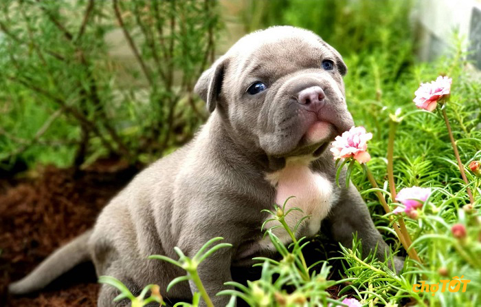 Mua Bán Chó Bully Mỹ Lai, hello88 vina, American Bully hello88.comm