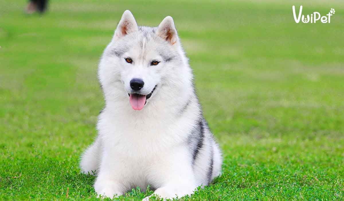 Giá chó Husky 33hello88? Có hay không chó Husky giá 450k?