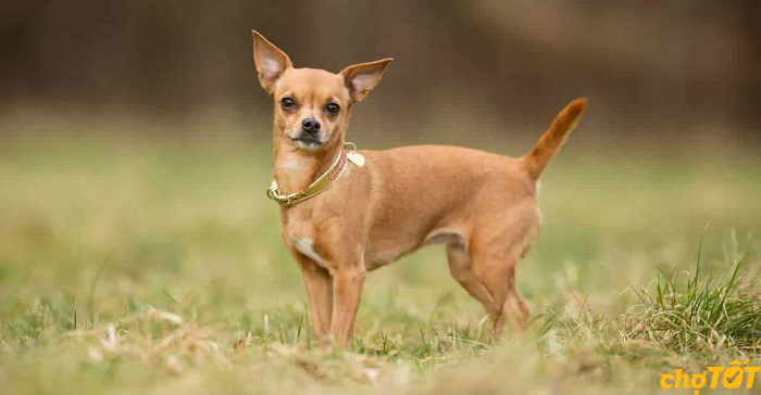 Chó Chihuahua Đẹp Khỏe Mạnh, Chó Lai, hello88 vina, hello88.comm
