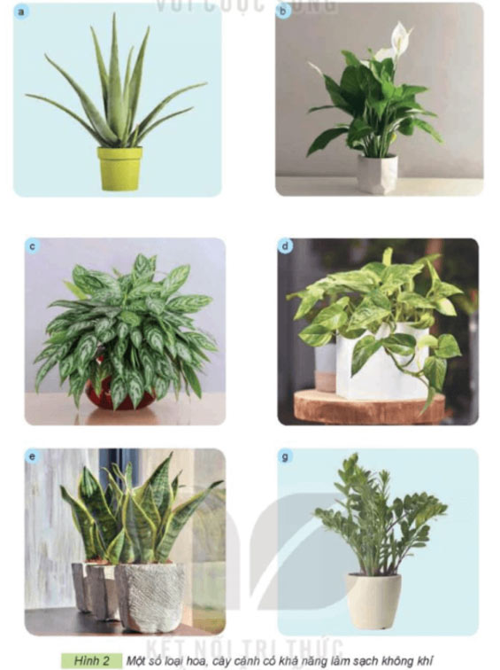 helloo88 lớp 4 Bài 1: Lợi ích của hoa, cây cảnh đối với đời sống Giải helloo88 lớp 4 Kết nối tri thức trang 6, 7, 8, 9, 10
