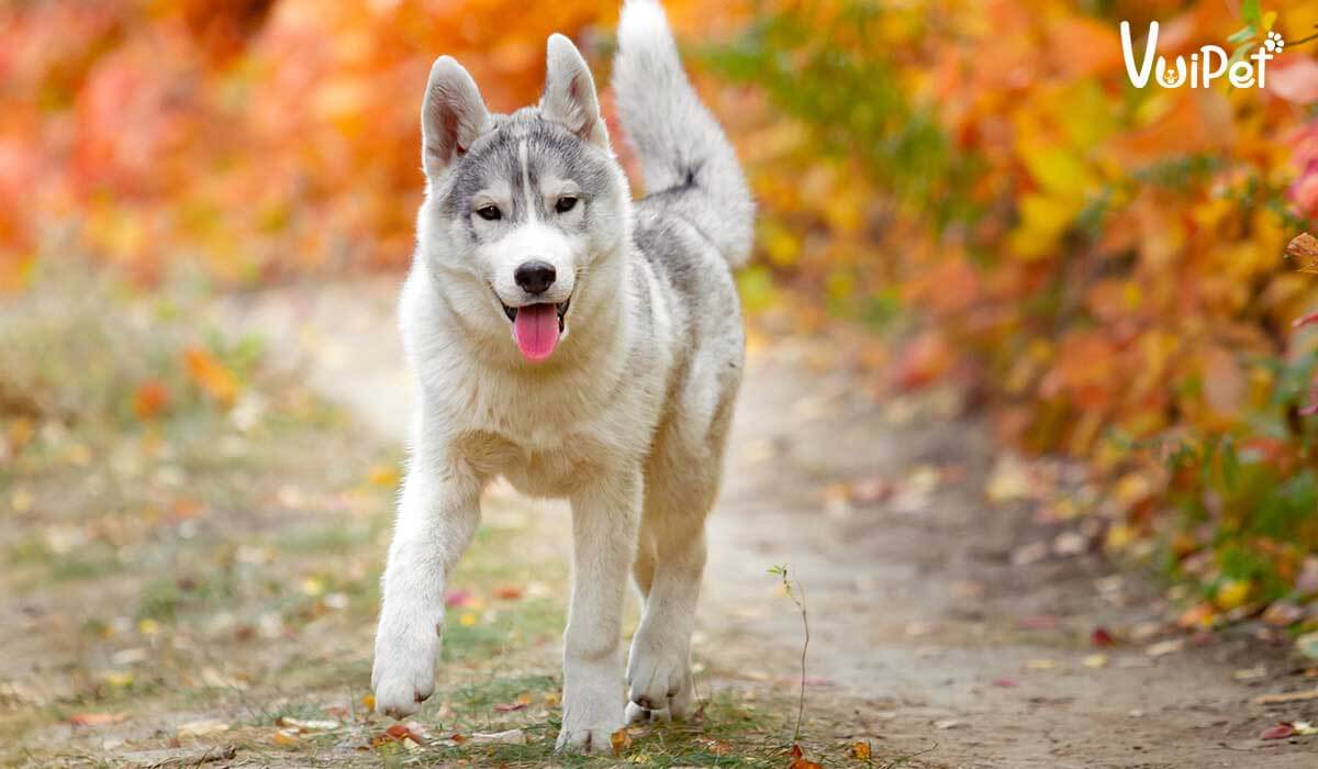 Giá chó Husky 33hello88? Có hay không chó Husky giá 450k?
