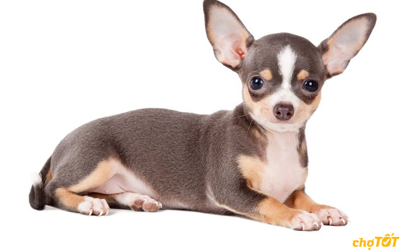 Chó Chihuahua Đẹp Khỏe Mạnh, Chó Lai, hello88 vina, hello88.comm