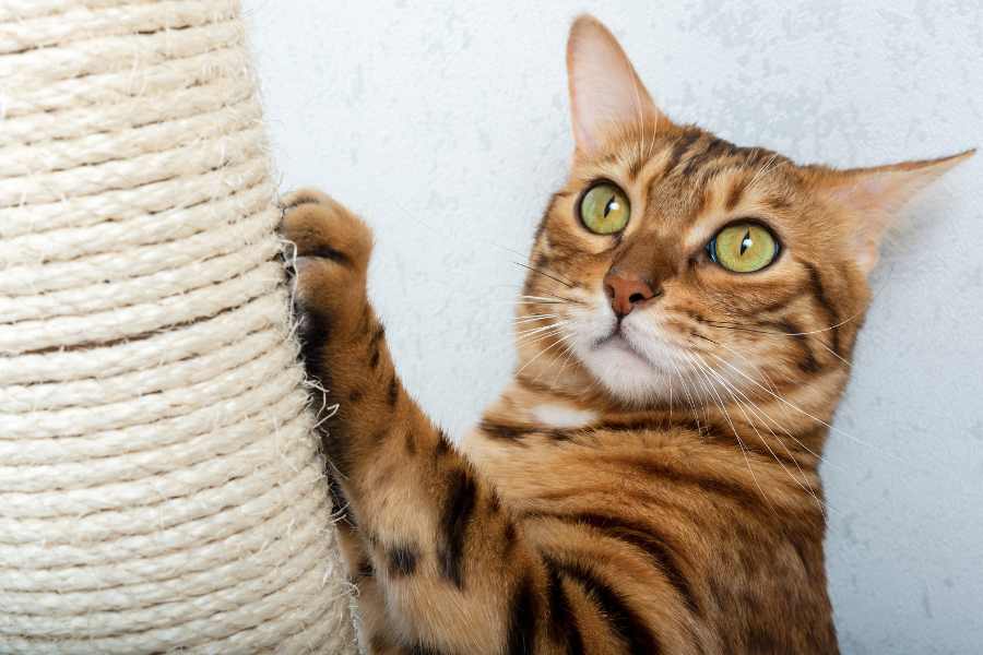 Mèo Bengal: hello88.con, Giá Cả Và Hướng Dẫn Cách Chăm Sóc