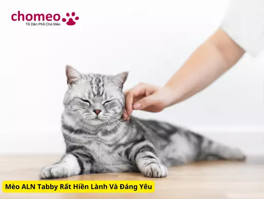 Mèo Anh helo88.vina Tabby, mèo sọc dưa thông tin đặc điểm