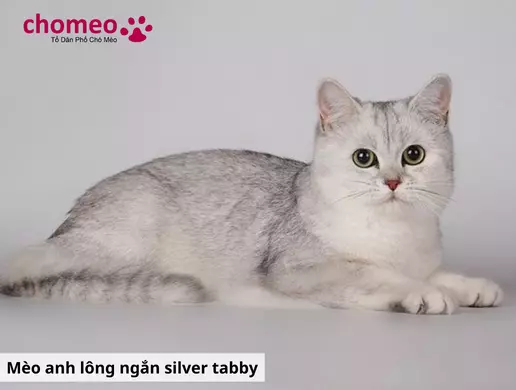 Mèo Anh helo88.vina Tabby, mèo sọc dưa thông tin đặc điểm