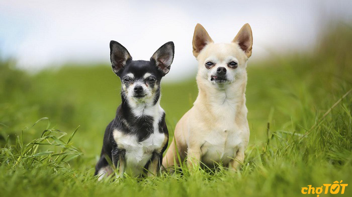 Chó Chihuahua Đẹp Khỏe Mạnh, Chó Lai, hello88 vina, hello88.comm