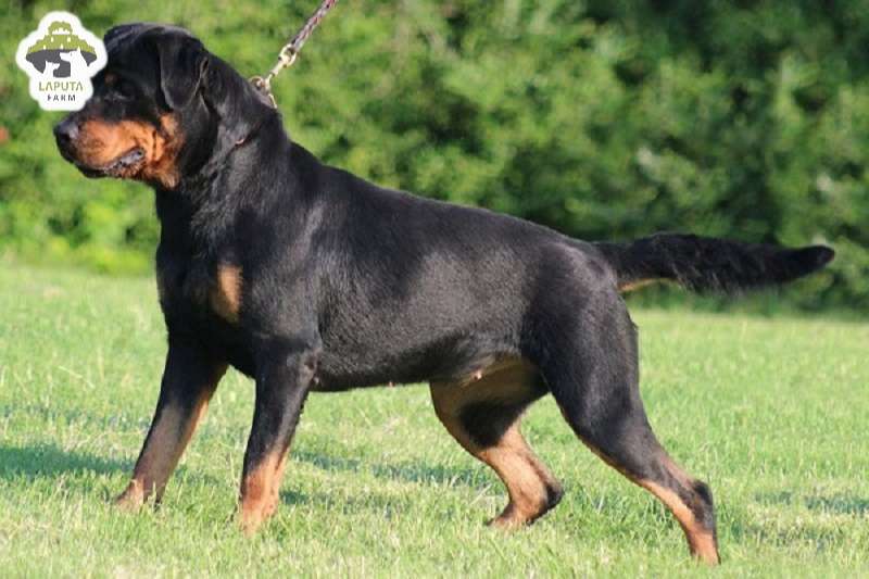 Chó Rottweiler giá 33hello88? Địa chỉ mua chó Rotti uy tín