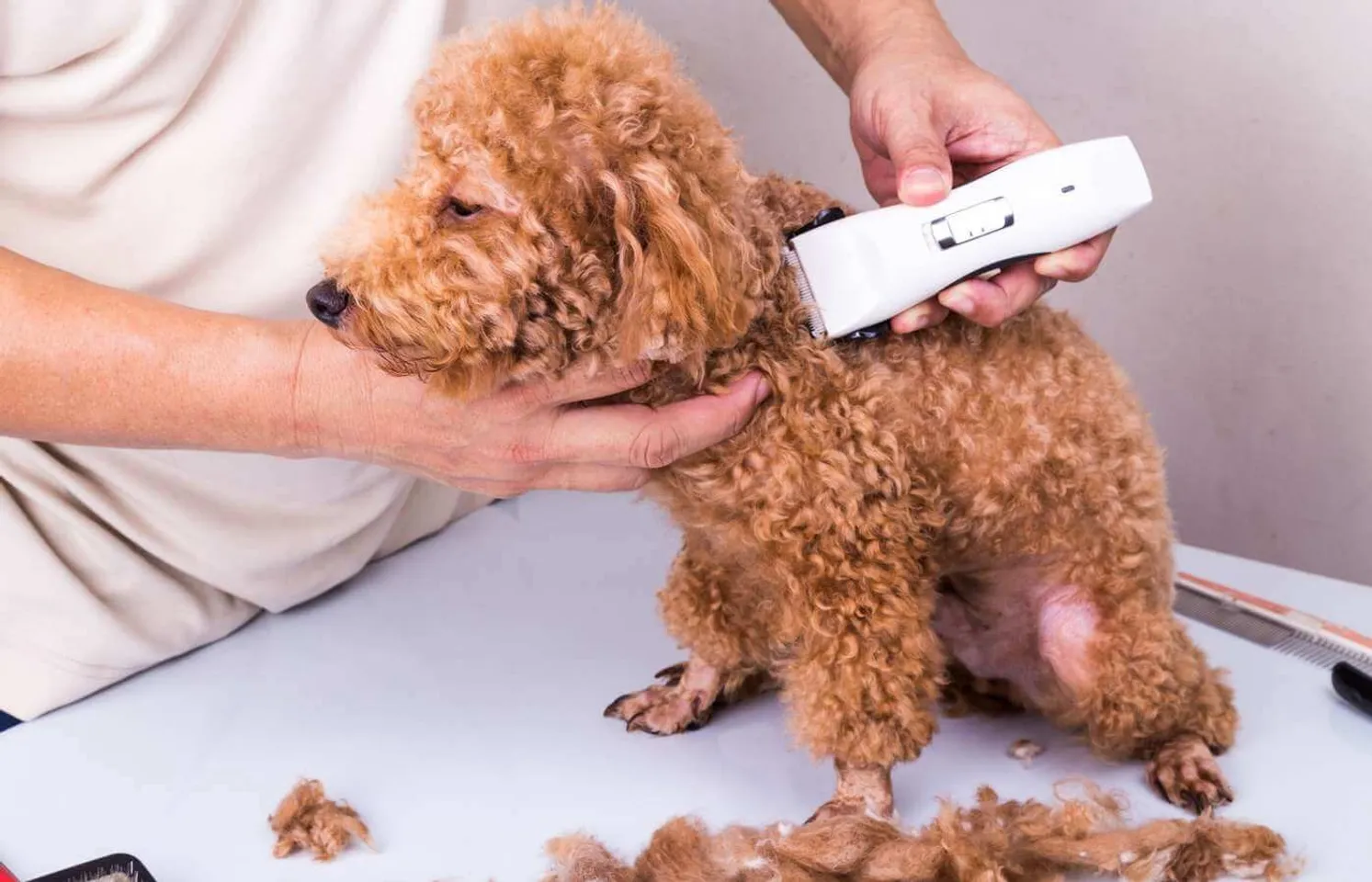 hello8862 com cách cắt tỉa lông chó Poodle đẹp helloo88 vừa rẻ vừa dễ