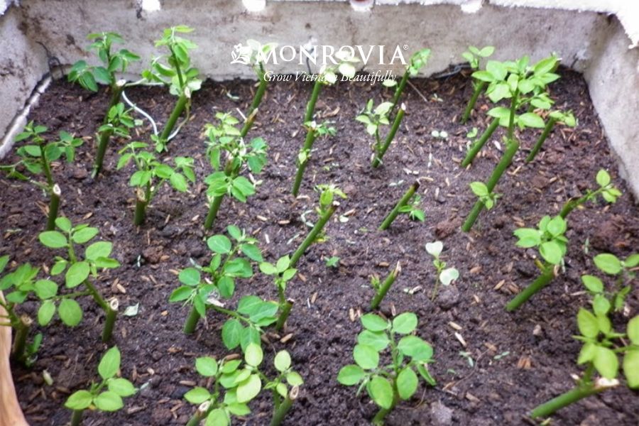 hello8862 com cách trồng hoa hồng bằng cành nhanh ra rễ nhất