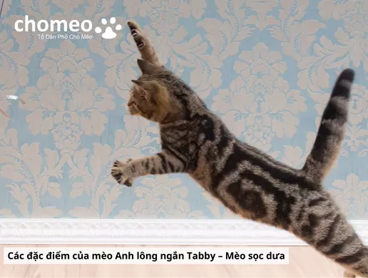 Mèo Anh helo88.vina Tabby, mèo sọc dưa thông tin đặc điểm