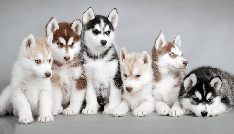 Giá chó Husky 33hello88? Có hay không chó Husky giá 450k?