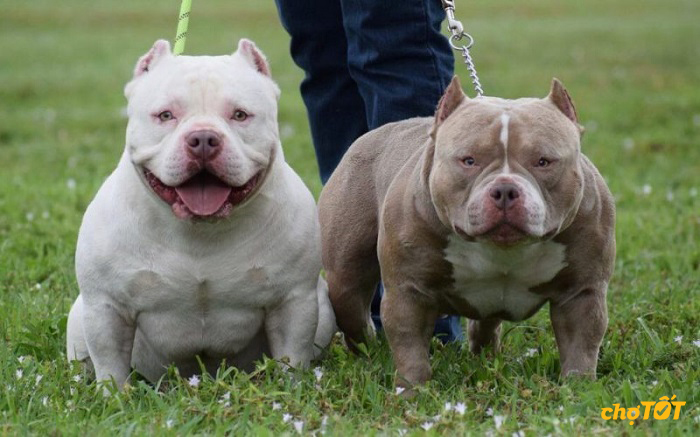 Mua Bán Chó Bully Mỹ Lai, hello88 vina, American Bully hello88.comm