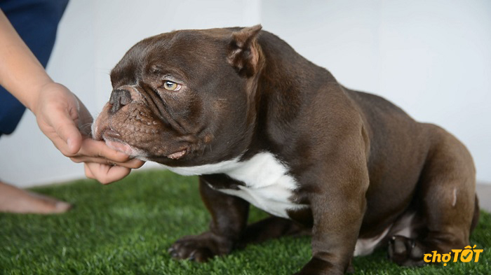 Mua Bán Chó Bully Mỹ Lai, hello88 vina, American Bully hello88.comm