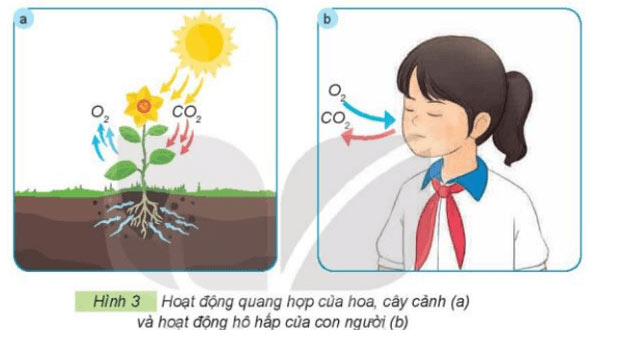 helloo88 lớp 4 Bài 1: Lợi ích của hoa, cây cảnh đối với đời sống Giải helloo88 lớp 4 Kết nối tri thức trang 6, 7, 8, 9, 10