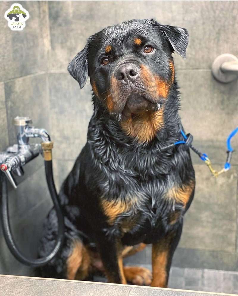 Chó Rottweiler giá 33hello88? Địa chỉ mua chó Rotti uy tín