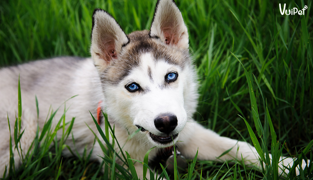 Giá chó Husky 33hello88? Có hay không chó Husky giá 450k?